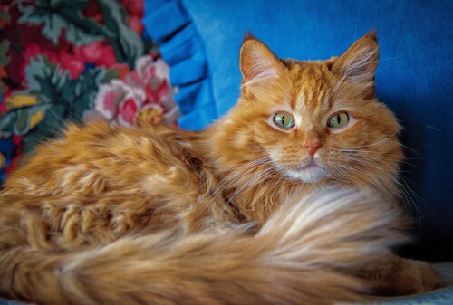 cats2 0633