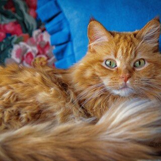 cats2_0633