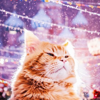 cats2_0635