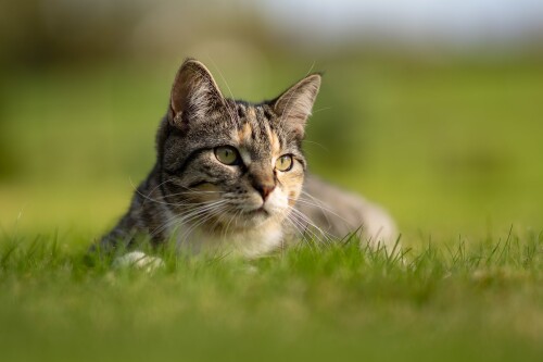 cats2 0638