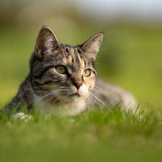 cats2_0638