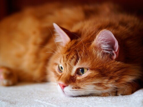 cats2 0640
