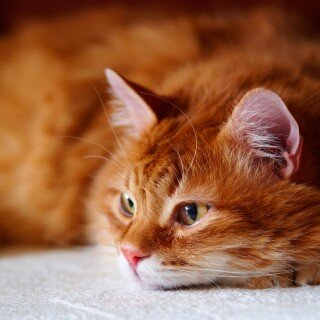 cats2_0640
