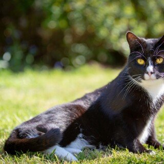 cats2_0641