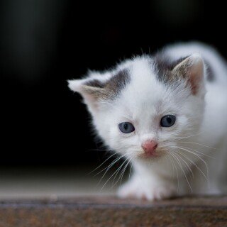 cats2_0643