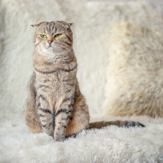 cats2_0649