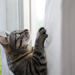 cats2_0650