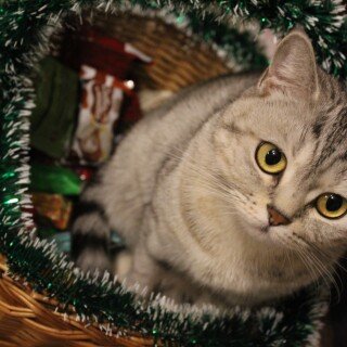 cats2_0651