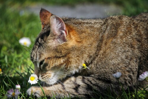 cats2 0658