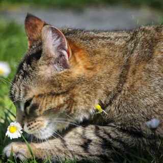 cats2_0658