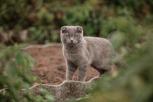 cats2_0662.jpg