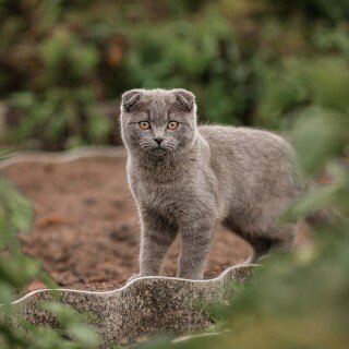 cats2_0662