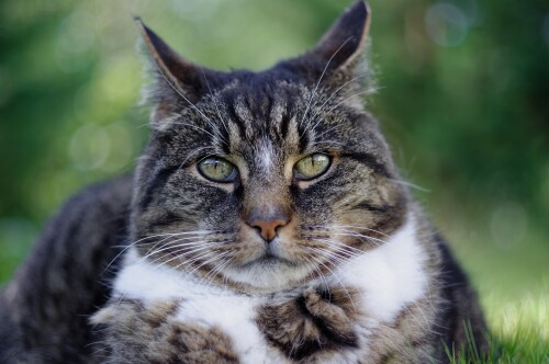 cats2_0667.jpg