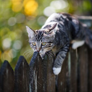 cats2_0674