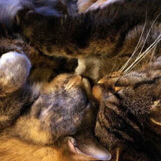 cats2_0677