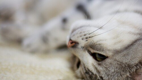 cats2 0680