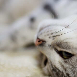 cats2_0680