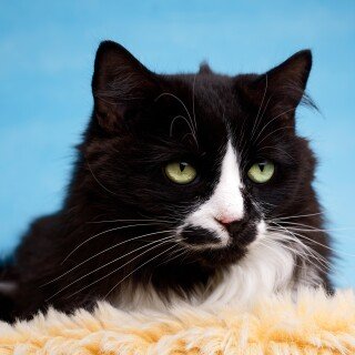 cats2_0682