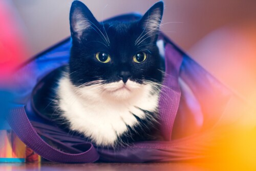 cats2_0688.jpg