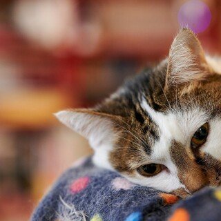 cats2_0690