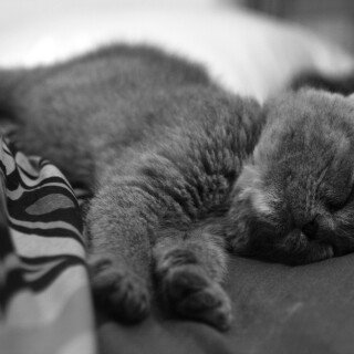 cats2_0693