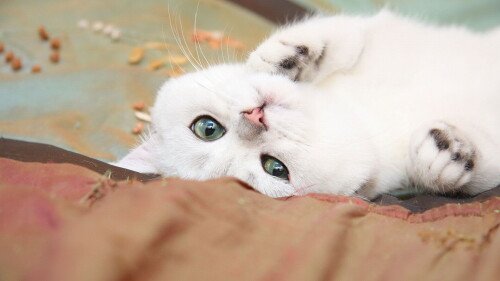 cats2 0694