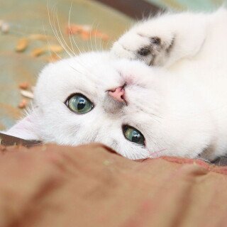 cats2_0694