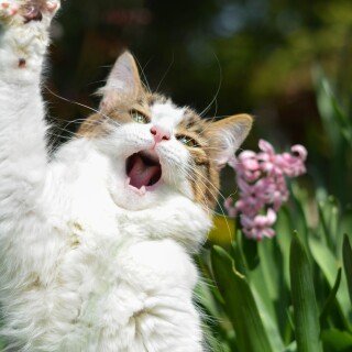 cats2_0700