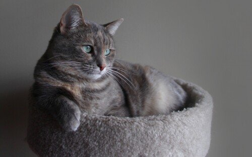 cats2_0705.jpg