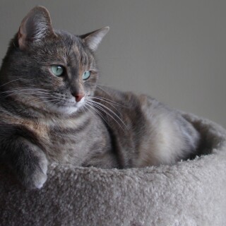 cats2_0705