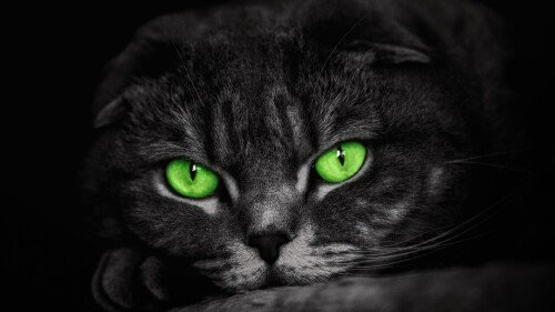 cats2 0709