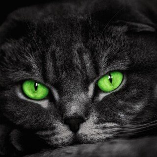 cats2_0709