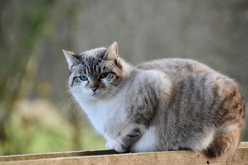 cats2_0726.jpg