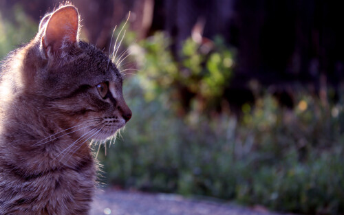 cats2 0728