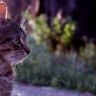 cats2_0728