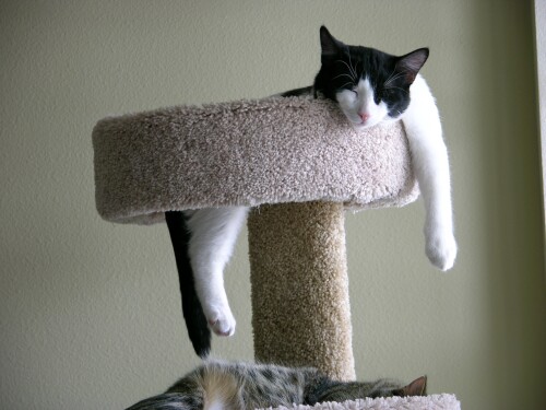cats2 0729
