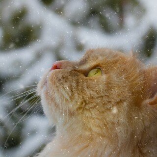 cats2_0737