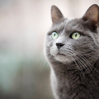 cats2_0743