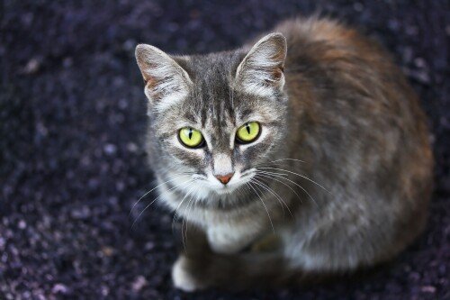 cats2 0746