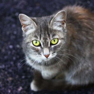 cats2_0746