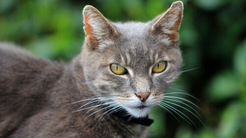 cats2 0747