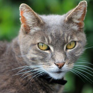 cats2_0747