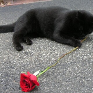 cats2_0748