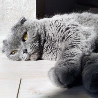 cats2_0754