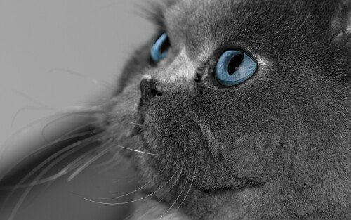 cats2 0772