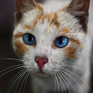 cats2_0773
