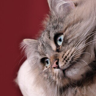 cats2_0774