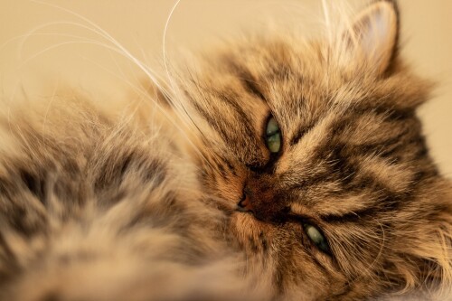 cats2 0775