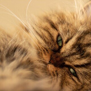 cats2_0775