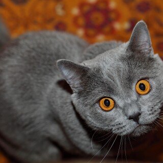 cats2_0777
